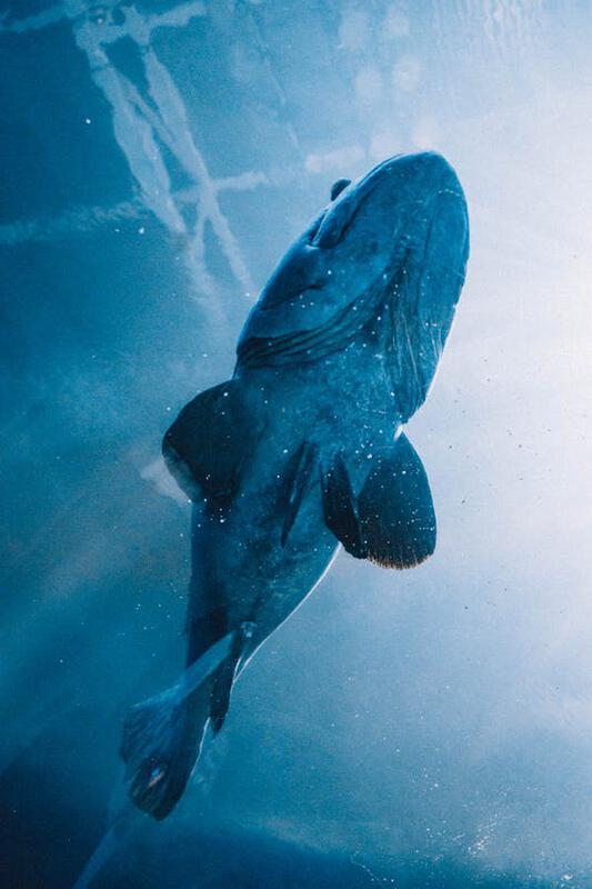 free-photo-of-a-large-fish-swimming-in-the-water.jpeg