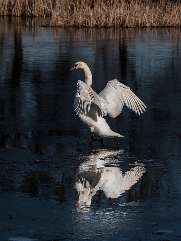 free-photo-of-a-swan-is-standing-on-the-ice-in-the-water.jpeg