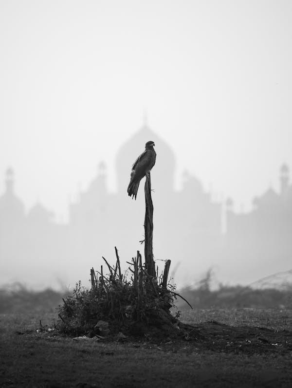 free-photo-of-bird-of-prey-on-post-with-building-silhouette-behind.jpeg