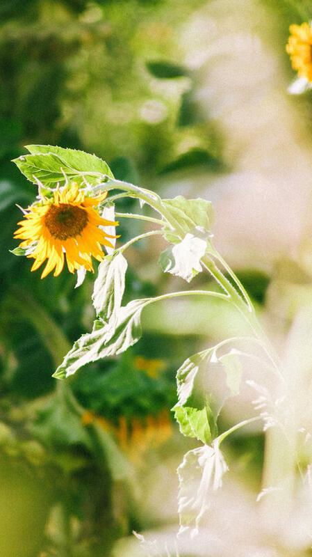 free-photo-of-sunflower-in-the-garden.jpeg