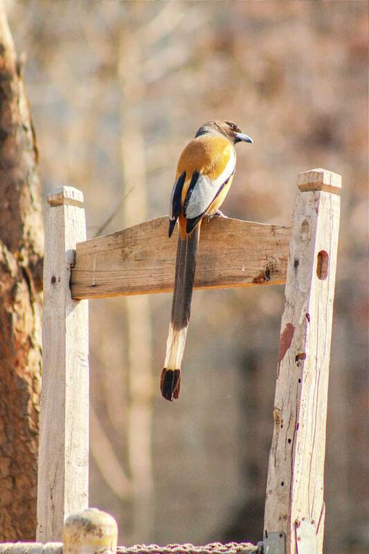 free-photo-of-yellow-bird-on-wooden-fence.jpeg